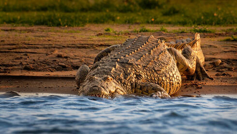 A meal beckons Research shows Nile crocs react strongly to sounds