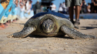 הצבה מלאני בחוף בית ינאי