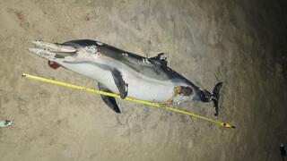גופת דולפין מצוי שאותרה באשקלון