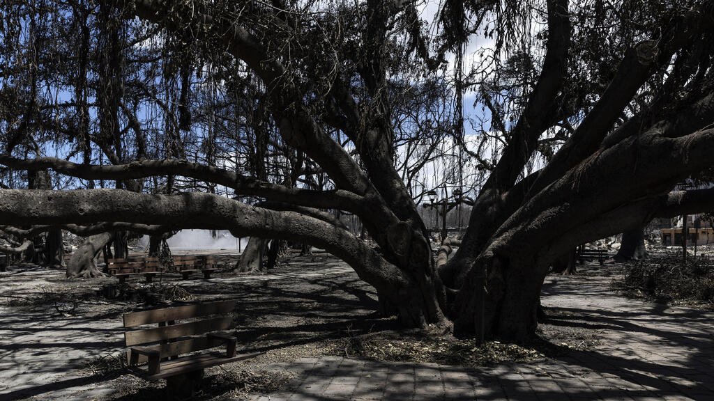עץ בניאן עתיק בן 150 שנה שנפגע אך שרד את ה שריפה באי מאווי הוואי