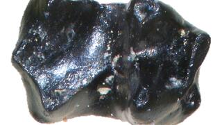 תמונה מיקרוסקופית של שן מאובנת של Sikuomys mikros, שגודלה המקורי דומה לגודל גרגר חול
