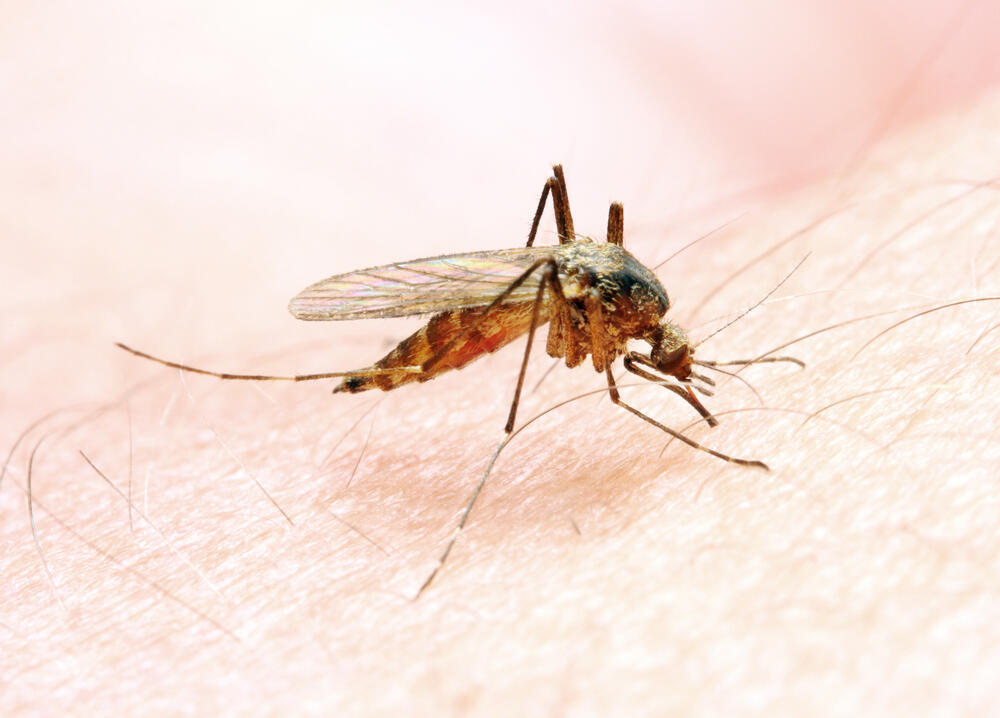 עקיצת יתושת אנופלס שגורמת למלריה