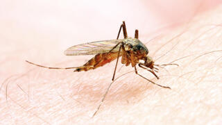 עקיצת יתושת אנופלס שגורמת למלריה