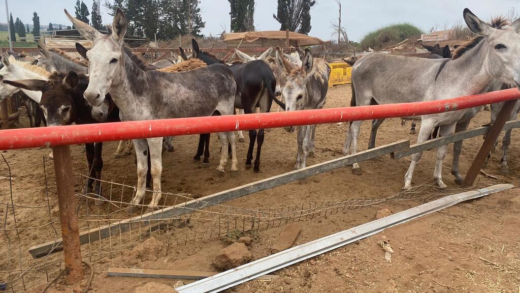 תנאים קשים בחווה מאולתרת בשרון