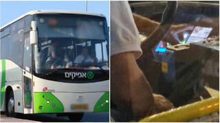 Автобус компании "Электра-Афиким" и занимающийся смартфоном водитель 