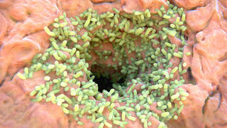 בקטריה הגדלה על בלוטות זיעה