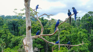 תוכים ממין ארת ענק יקינתונית ביערות הטרופיים בברזיל