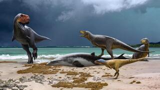 דינוזאורים טורפים ממשפחת האבליזאוריים במרוקו