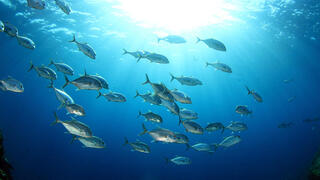 דגים שוחים במי האוקיינוס