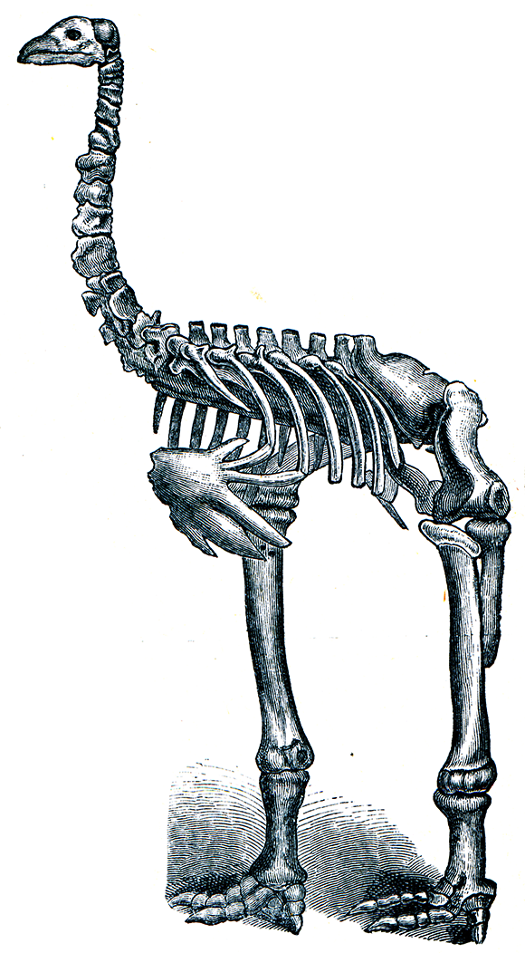 Archeological findings of moa tracheal rings lead scientists to believe that the moa were likely highly vocal birds, their deep resonant calls likely reaching long distances; Skeleton of the giant moa - a vintage illustration from Meyers Konversations-Lexikon 1897 