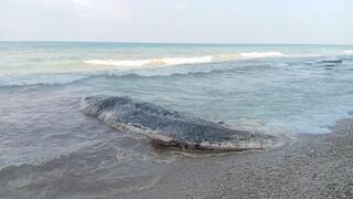 לוויתן ליד חוף געש
