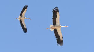חסידות בערבה