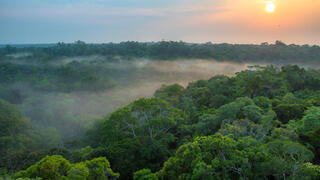 יערות הגשם באמזונס שבברזיל