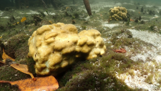 אלמוגים שנבדקו במחקר