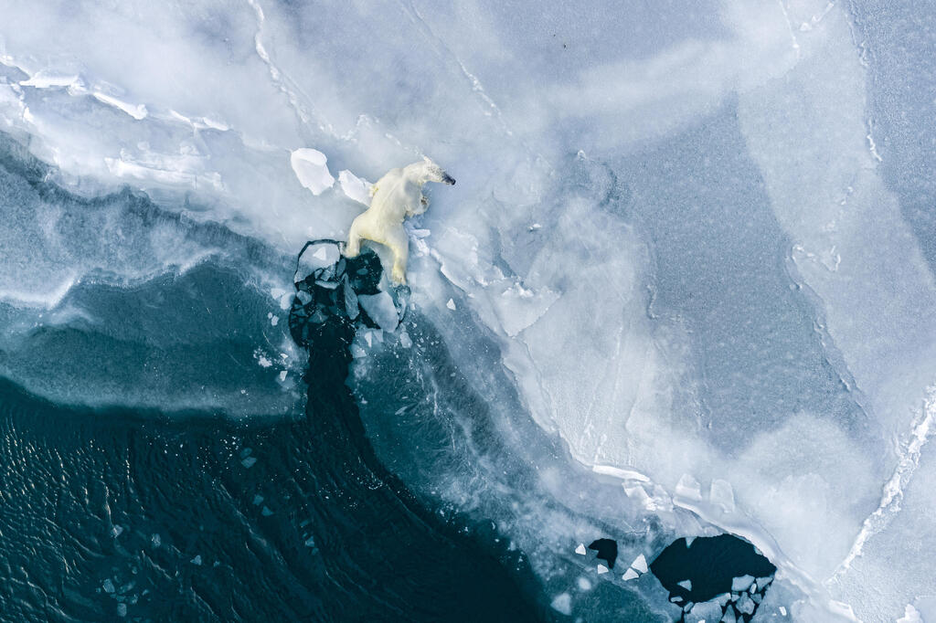 A polar bear cub contends with the fragility of melting ice. Svalbard, Norway