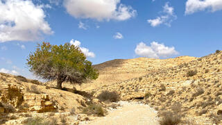 אלה אטלנטית יפה באפיק נחל אלות