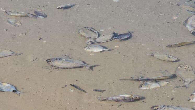 דגים מתים בחוף בחדרה 