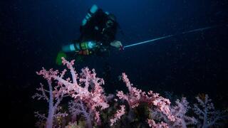 אלמוגים מהמין דנדרונפטיה בים התיכון