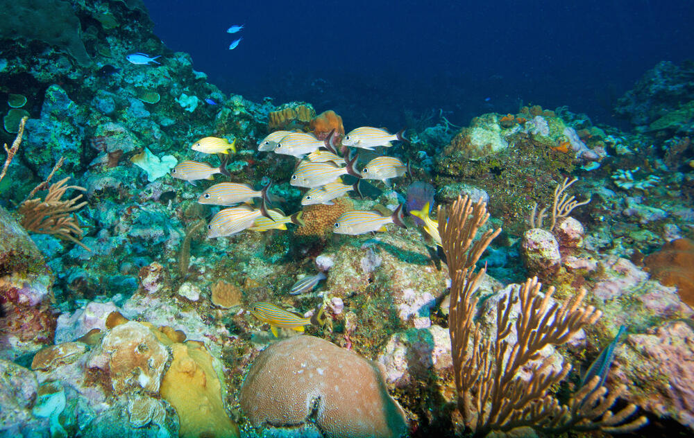 החיים הימיים של שונית המחסום בבליז