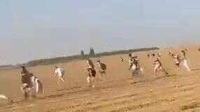 People flee when terrorists attack desert rave on Saturday 