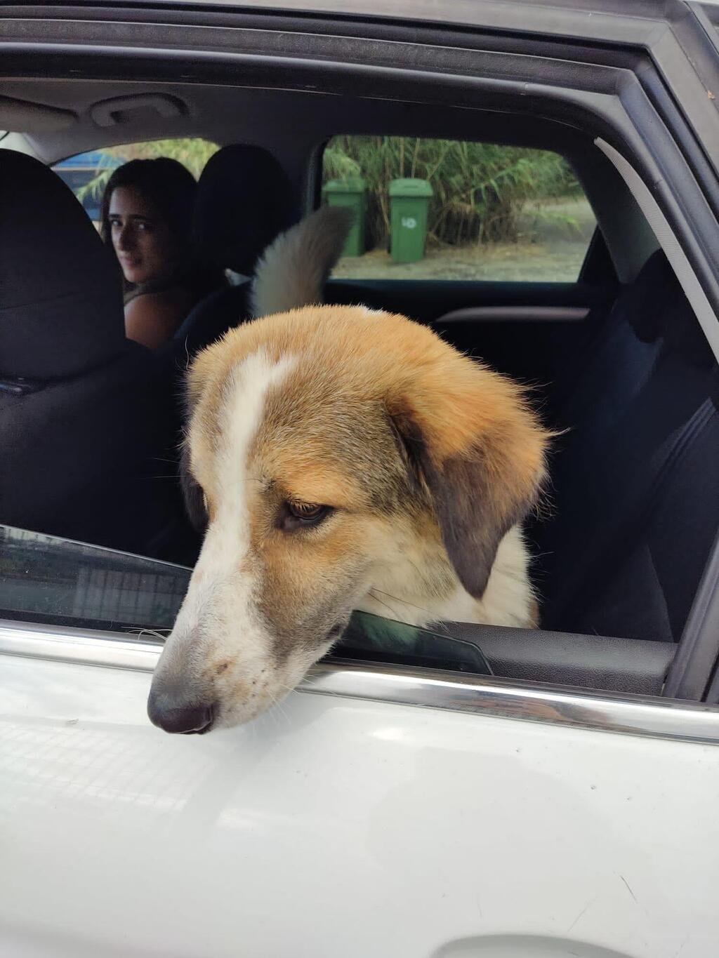 מדינה בהתנדבות