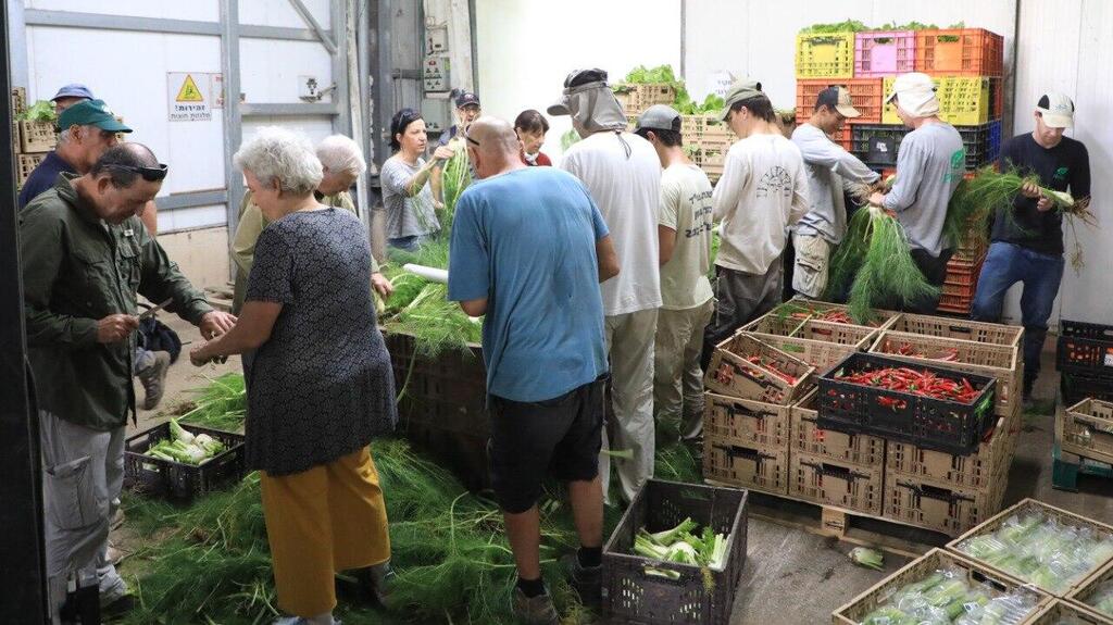 מתנדבים בחלקאות משק מיכאלי זיקים