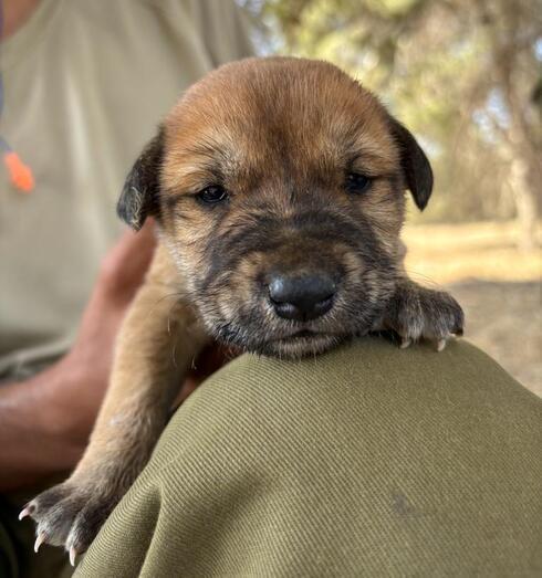Саар Беркович и спасенный им щенок (Фото: личный архив) Саар Беркович и спасенный им щенок