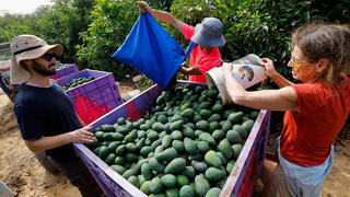 קטיף אבוקדו בקיבוץ בארי