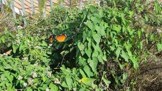 הפרפרים בעונת הנדידה