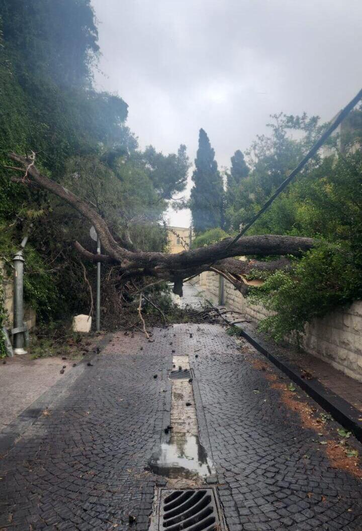 קריסת עץ על רשת חברת החשמל ברחוב כרמיה בירושלים