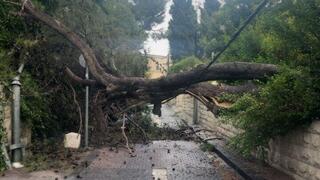 קריסת עץ על רשת חברת החשמל ברחוב כרמיה בירושלים