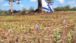 פריחה ביער רעים