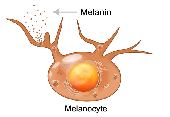 The ability to produce melanin deteriorates with age. A melanocyte cell producing melanin 