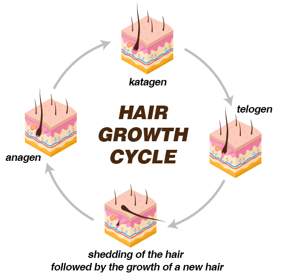 A dynamic, cyclical process that continues for years. The stages of hair growth 