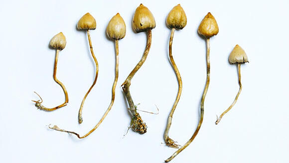 Contains psilocybin that binds to serotonin receptors in extensive areas of the brain. A hallucinogenic fungus 