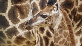 ג'ירפה דרום אפריקנית, שנולדה בגן החיות התנכ"י