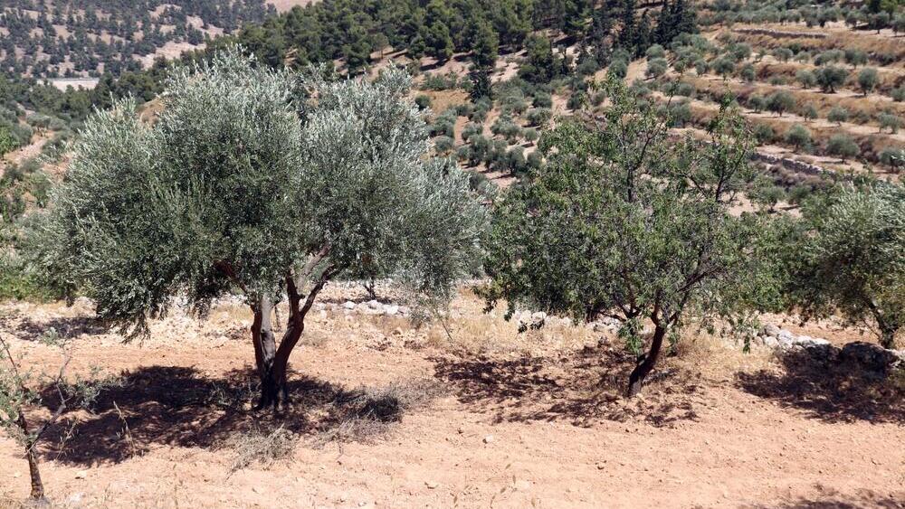 עצי זית בירדן