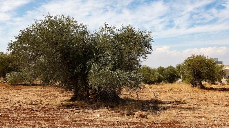 עץ זית עתיק בירדן