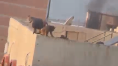הקופים על גג המבנה ברצועת עזה