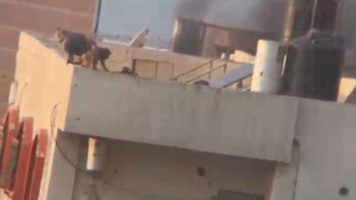 הקופים על גג המבנה ברצועת עזה