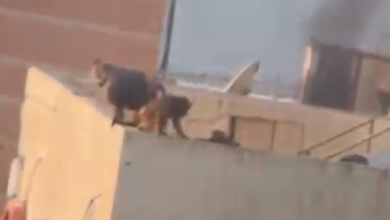 הקופים על גג המבנה ברצועת עזה