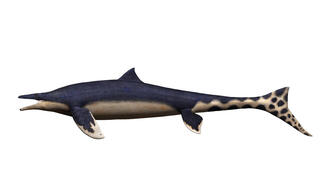 המוזאזאורוס היפני Megapterygius wakayamaensis, שזכה לכינוי "דרקון כחול"