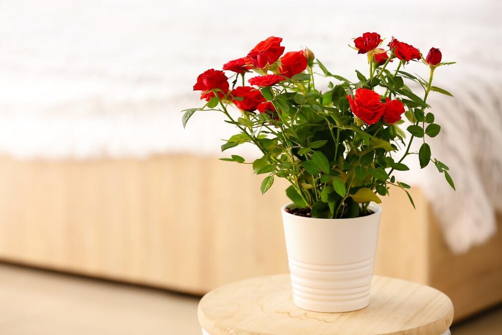 Розы в доме - символ любви и верности 