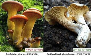 פטריות רעילות