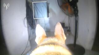  תיעוד ממצלמת כלבי עוקץ מתוך המנהרה