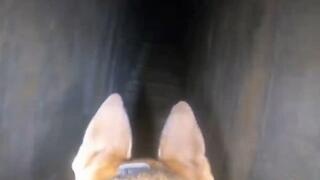  תיעוד ממצלמת כלבי עוקץ מתוך המנהרה
