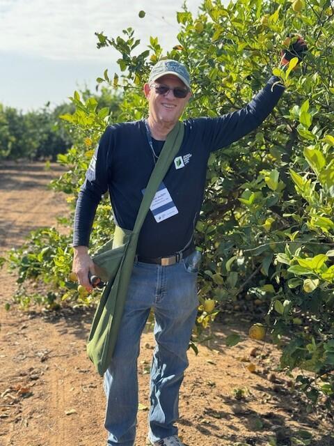 Arnold Abelman picking citrus on an Israeli farm next Gaza 