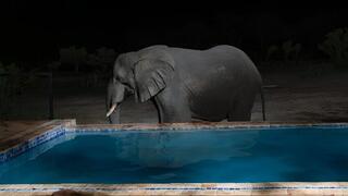 אחד הפילים שפלש לבית פרטי בסמוך לשמורת הוואנגה שבזימבבואה, במטרה לשתות מבריכת השחייה, בהיעדר מקורות מים זמינים בגלל הבצורת 