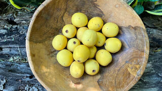 משמש זה שנים לריפוי מחלות ברפואה המסורתית. פרי המרולה