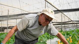 מורי סיון בן ה-78, מתנדב בעבודות חקלאות וקטיף בתקופת המלחמה
